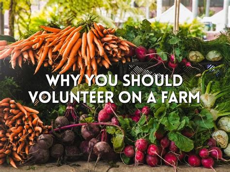 Farm Volunteer Jobs